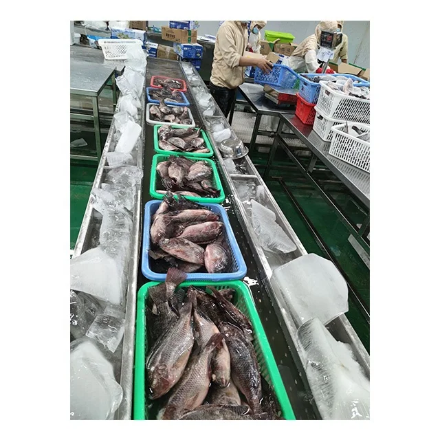 Fresh Seafoods And Frozen Food Exporter Whole Tilapia Fish Low Prices