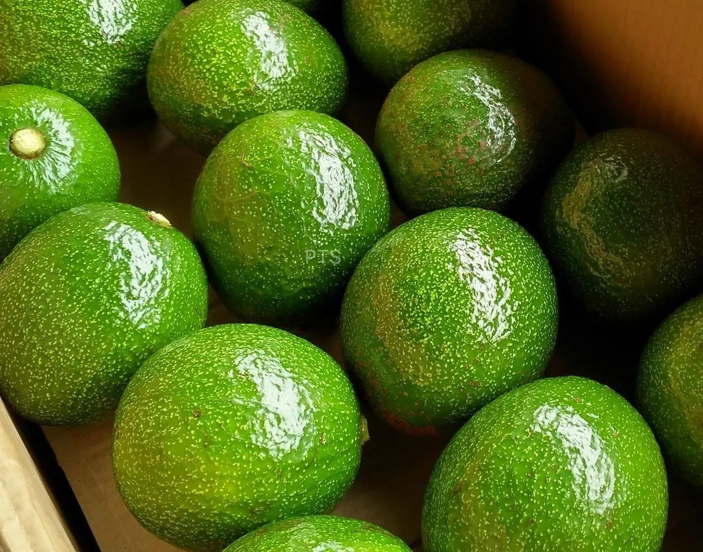 
HIGH QUALITY BOOTH ROUND AVOCADO VIETNAM 