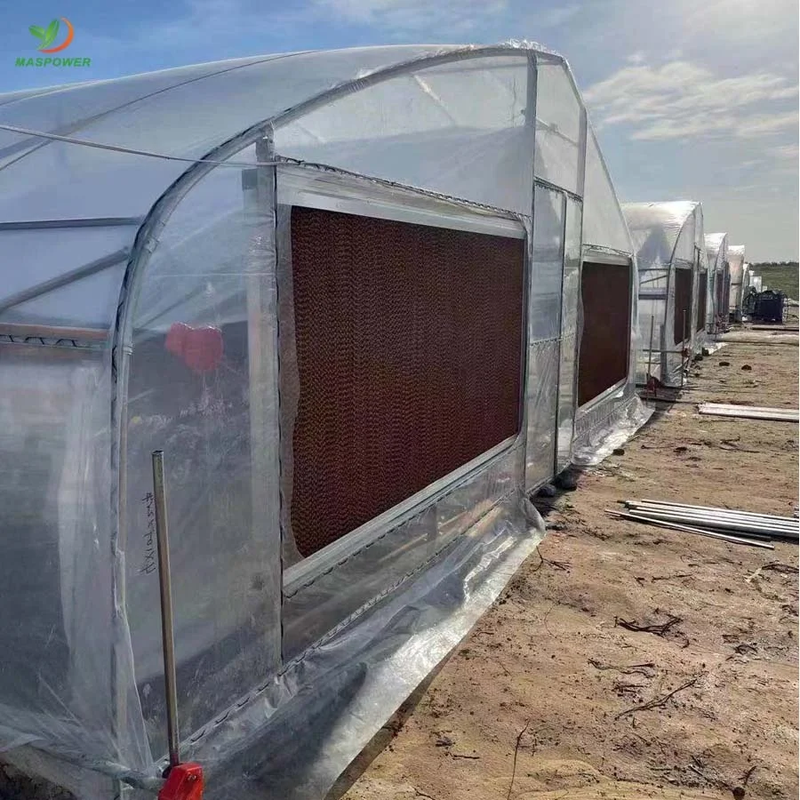 Single-span tunnel greenhouses for roses ,cucumber ,tomato ,canabs, blueberry growing