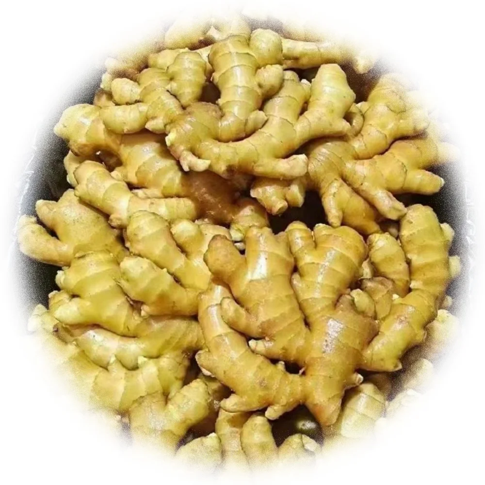 Wholesale Ginger Supplier: Your Trusted Partner for Quality Ingredients!