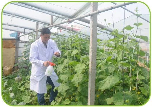 98% TC Plant Growth Regulator Auxin NAA naphthaleneacetic acid