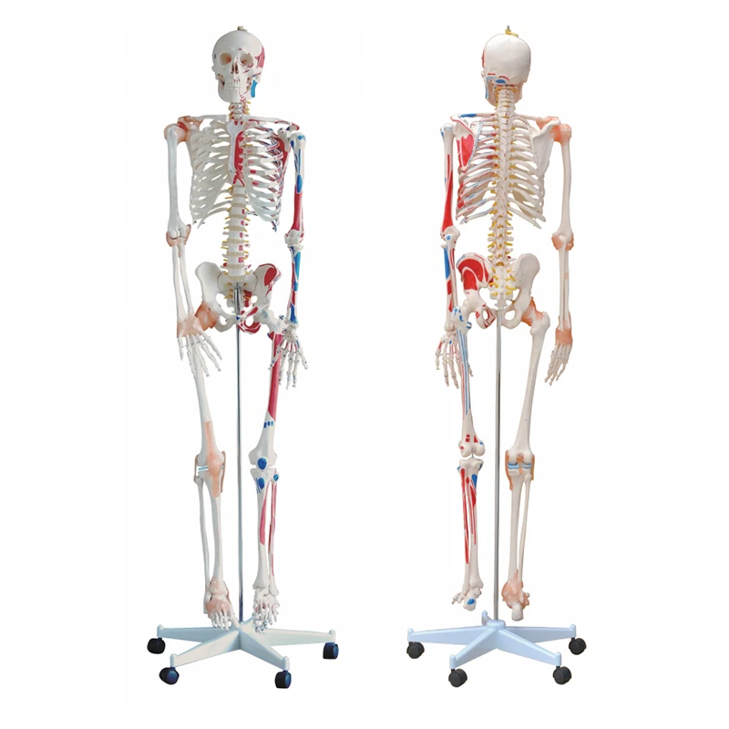180cm human anatomical skeleton model with ligament, colored human life size skeleton model plastic skeleton