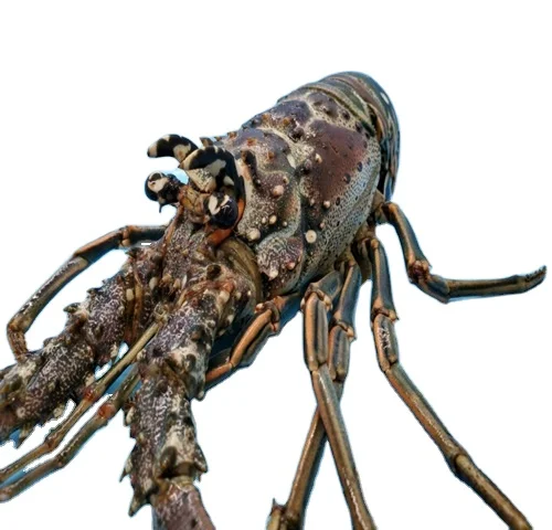 Wild Caught Giant American Lobsters For Sale Wholesale Supplier of Boston Lobster in Hong Kong