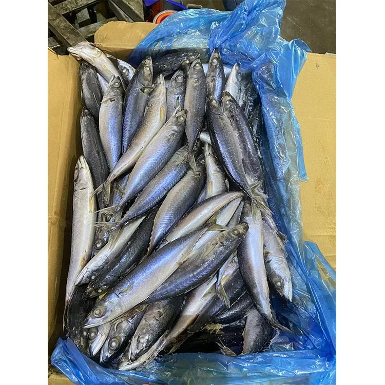 Norway Frozen Horse Mackerel /Pacific/Indian/Atlantic Mackerel Fish