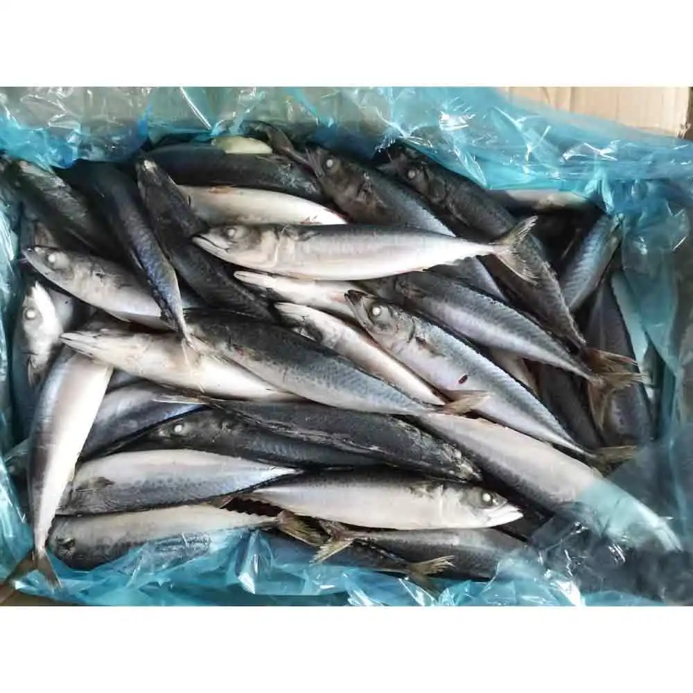 Тихая Скумбрия japonicus IQF 6-8 8-10 10-12 легкая скумбрия для малазийского рынка