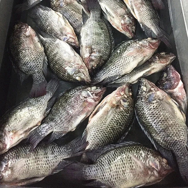 Реалистичные круглые рыбные продукты тилапии, поставка из Китая