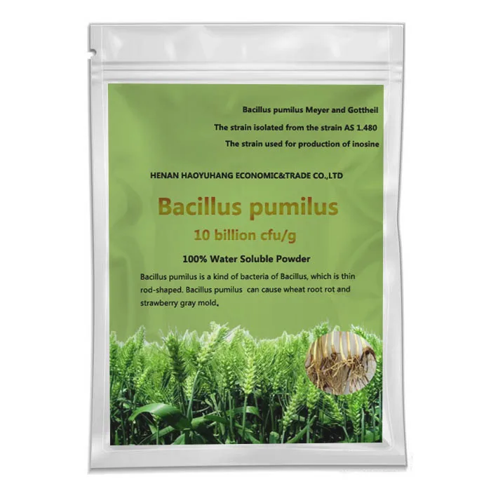 Biological Chemical Bacillus pumilus powder good price