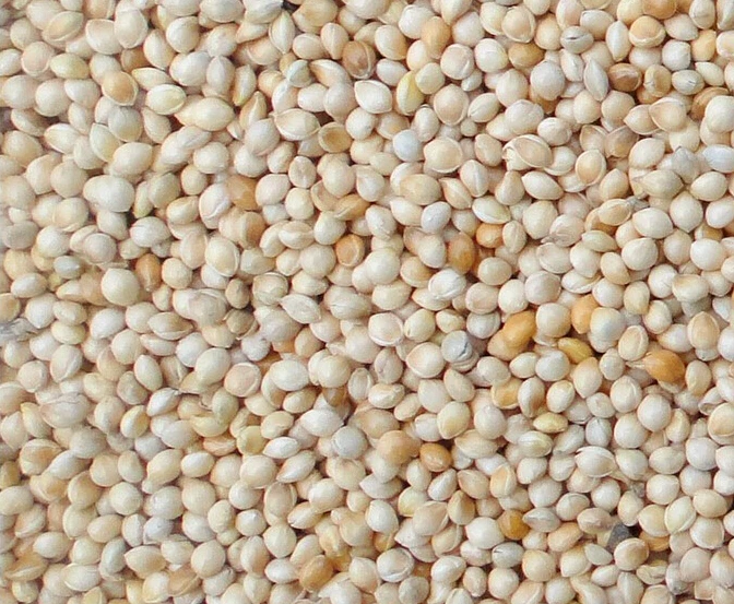
Yellow Glutinous Broomcorn Millet for bird food 