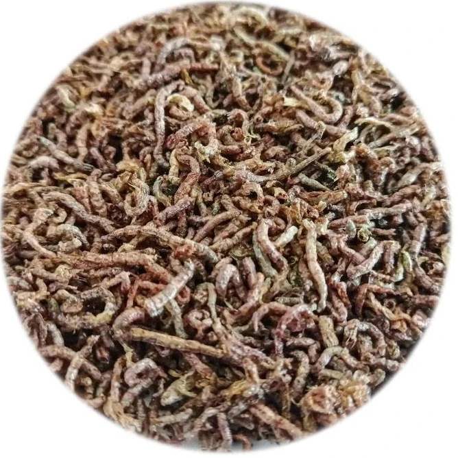 Support customized high-nutrition, high-protein 6kg/carton bulk pure freeze-dried bloodworms for fish