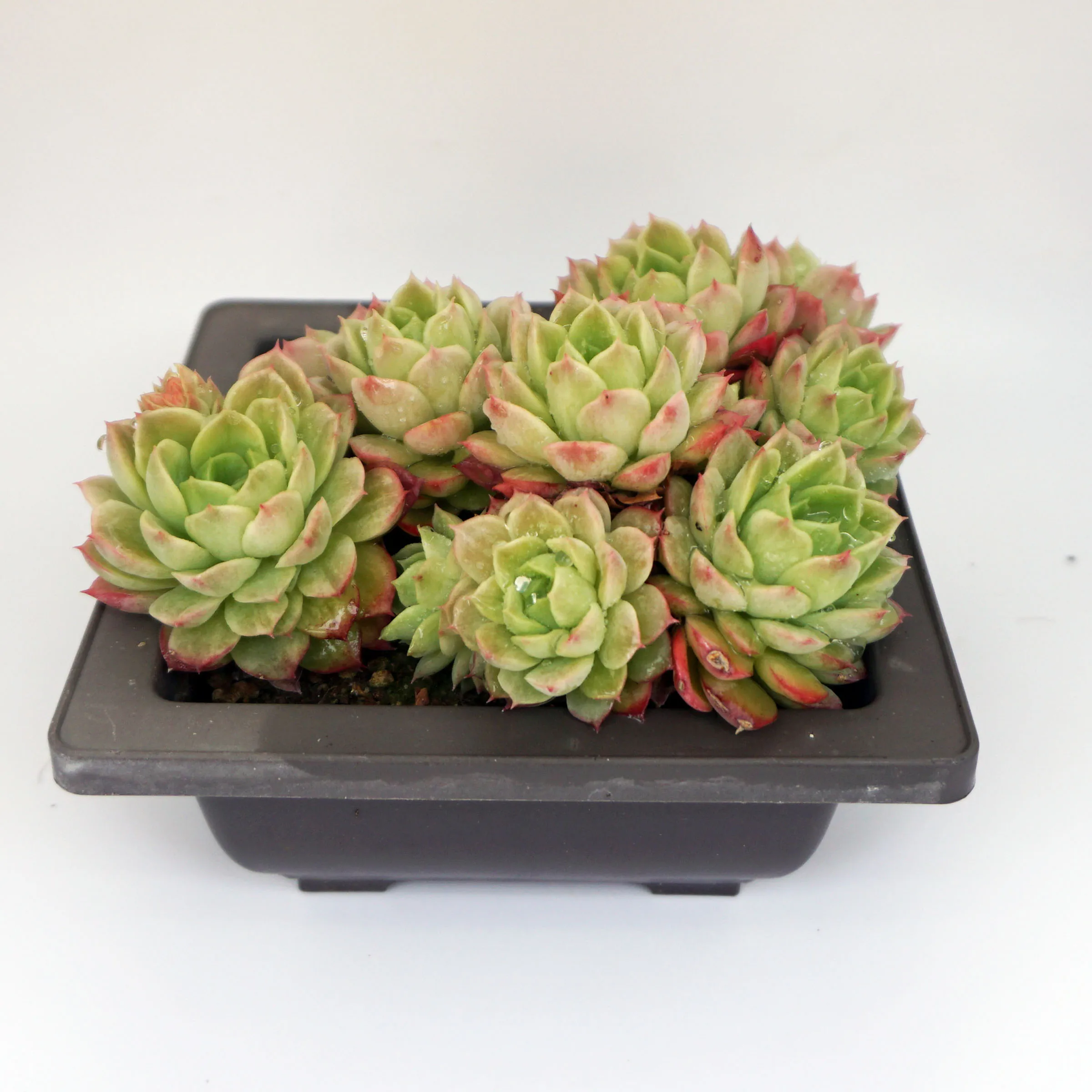 Decorative echeveria Live mini natural succluents plants decorative flowers live plants set natural