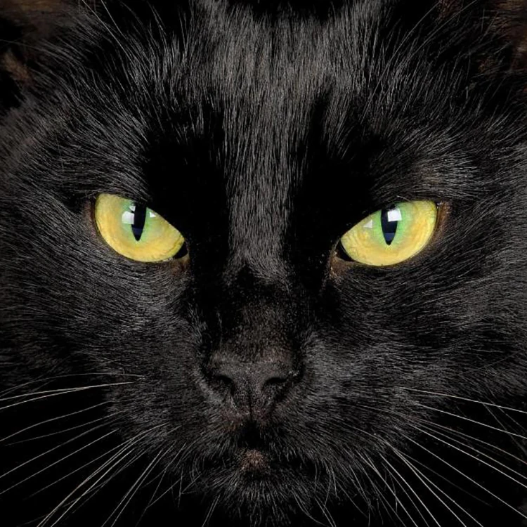 3D кошачьи глаза, рыболовные приманки, глаза для рыбалки, приманка для рыбалки, новинка, оптовая продажа, высокое качество, Реалистичные 3D