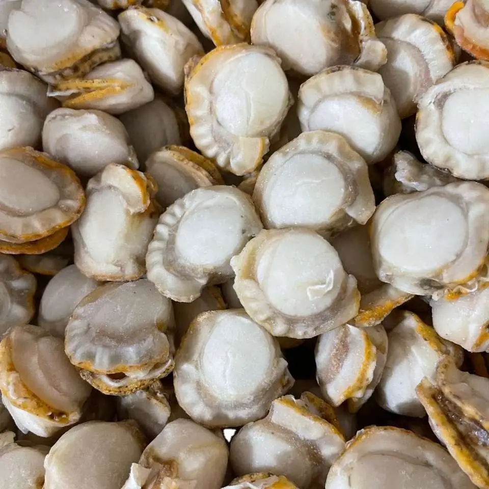 Frozen Farrarie Scallop Meat Premium Quality Clam for Gourmet Culinary Experiences