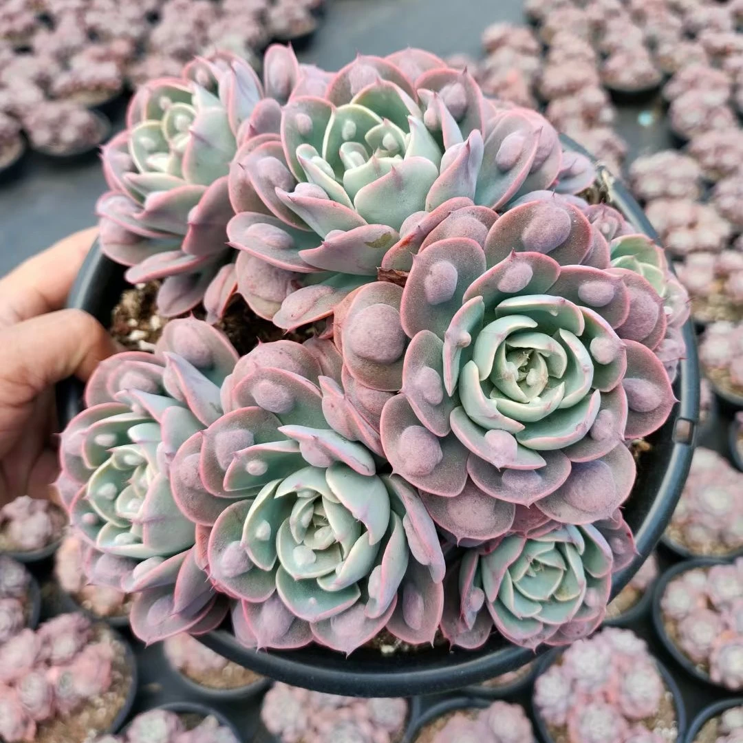 
Wholesale big succulents Echeveria Rain Drops succulent plants live plant 
