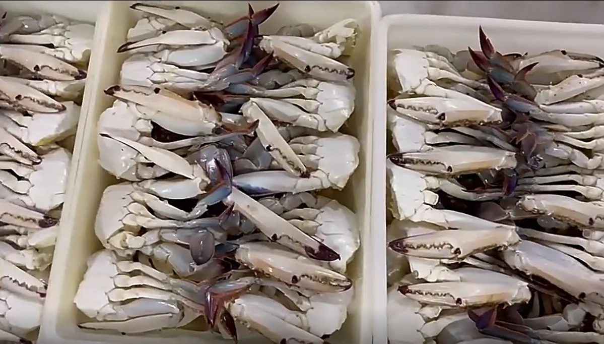 Good taste frozen blue swimming crab meat for EU market
