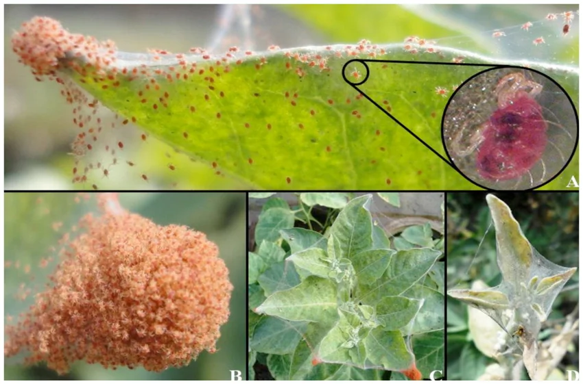 Agricultural pesticide  Amitraz 12.5% EC, amitraz 20% EC for bees