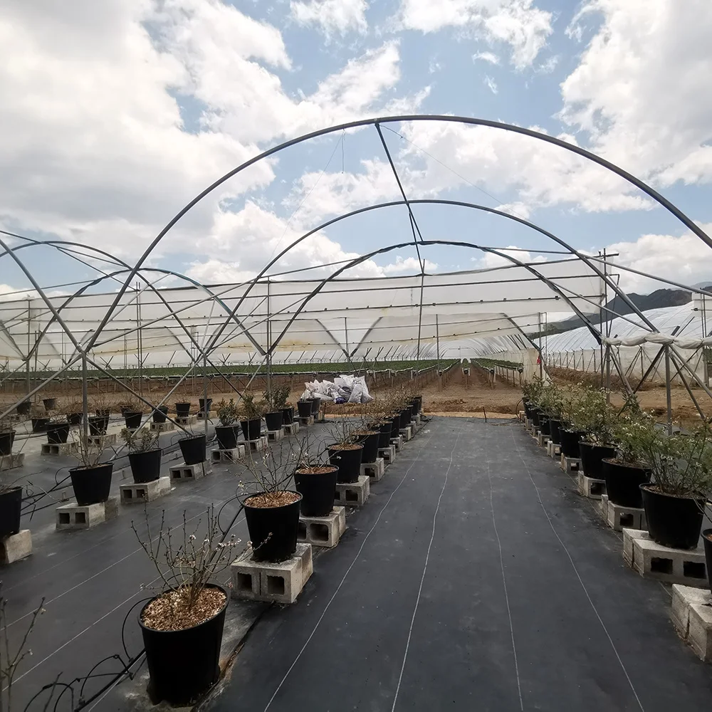 Baolida agriculture growing tent rain shelter green house frame berry greenhouse for tomatoes