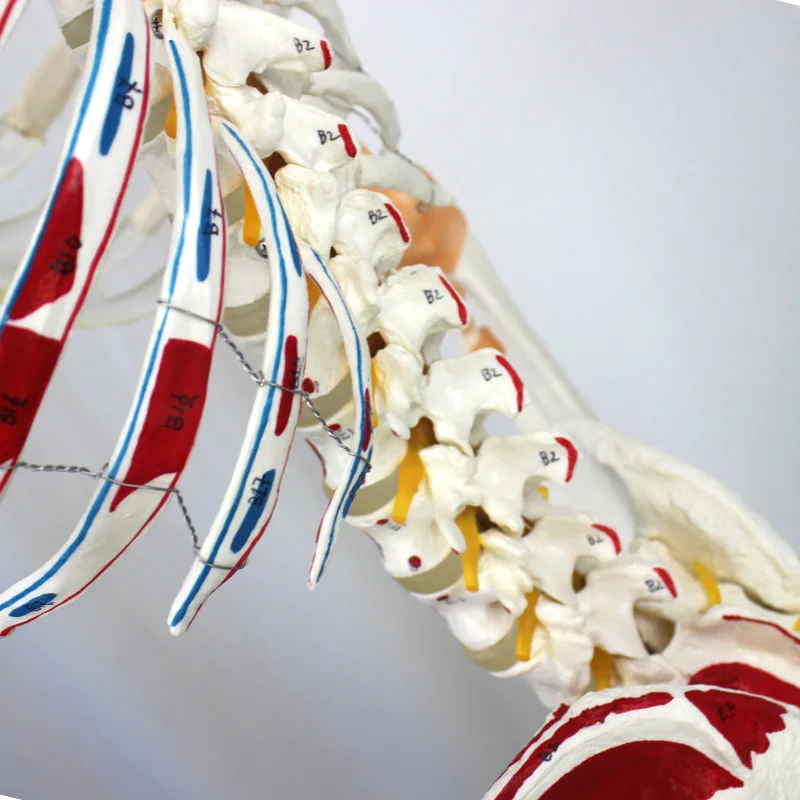 Научные модели человеческого скелета с односторонними окрашенными мышцами из ПВХ