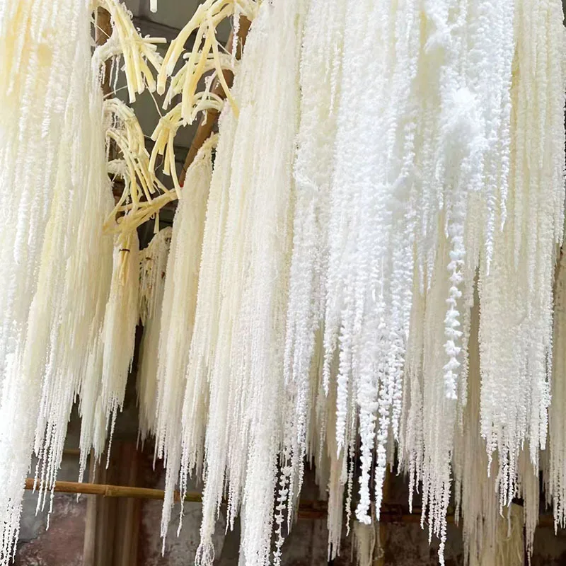 2024 Hot Seller White Hanging Amaranthus Flower Preserved Amaranth for Wedding/home/event Decoration