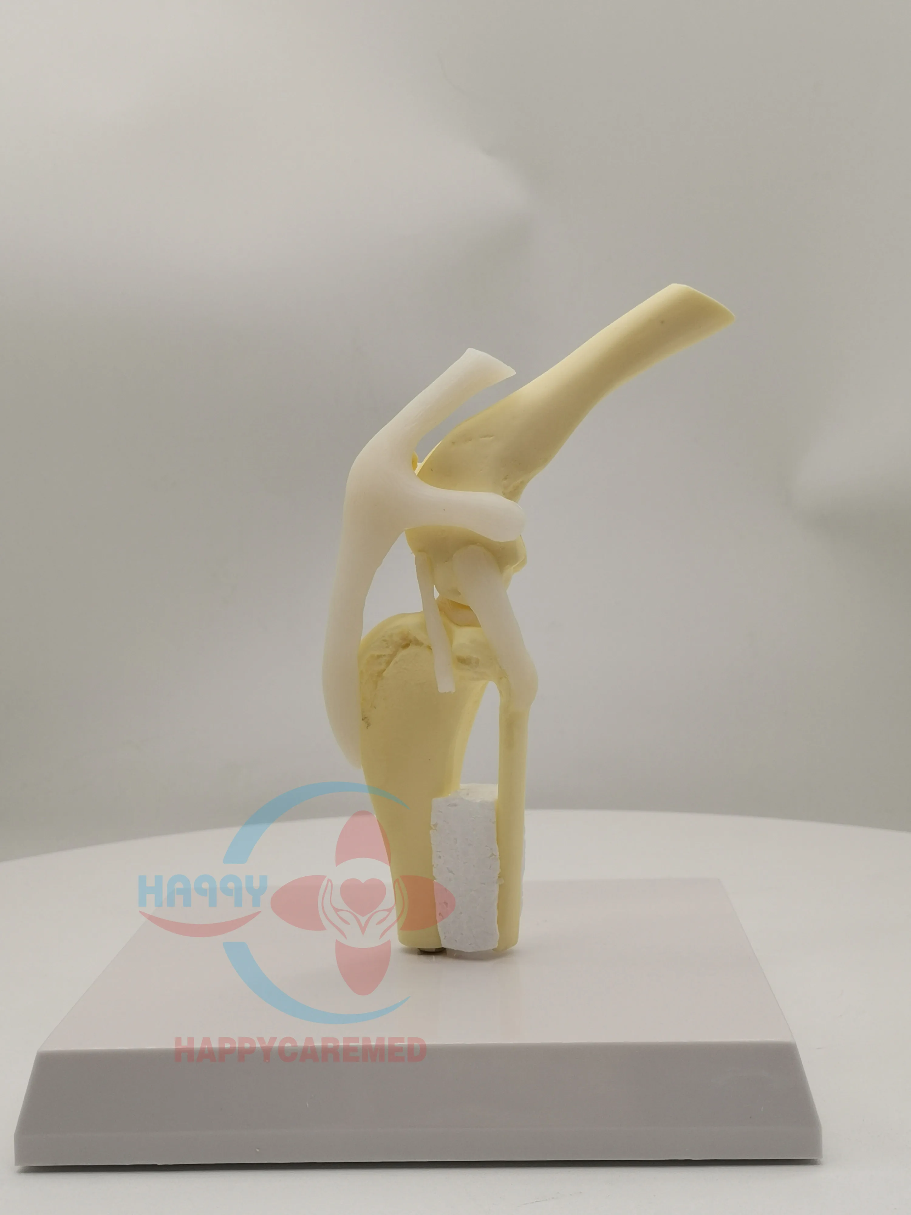 HC-R125 veterinary medical model Canine knee joint demonstration model