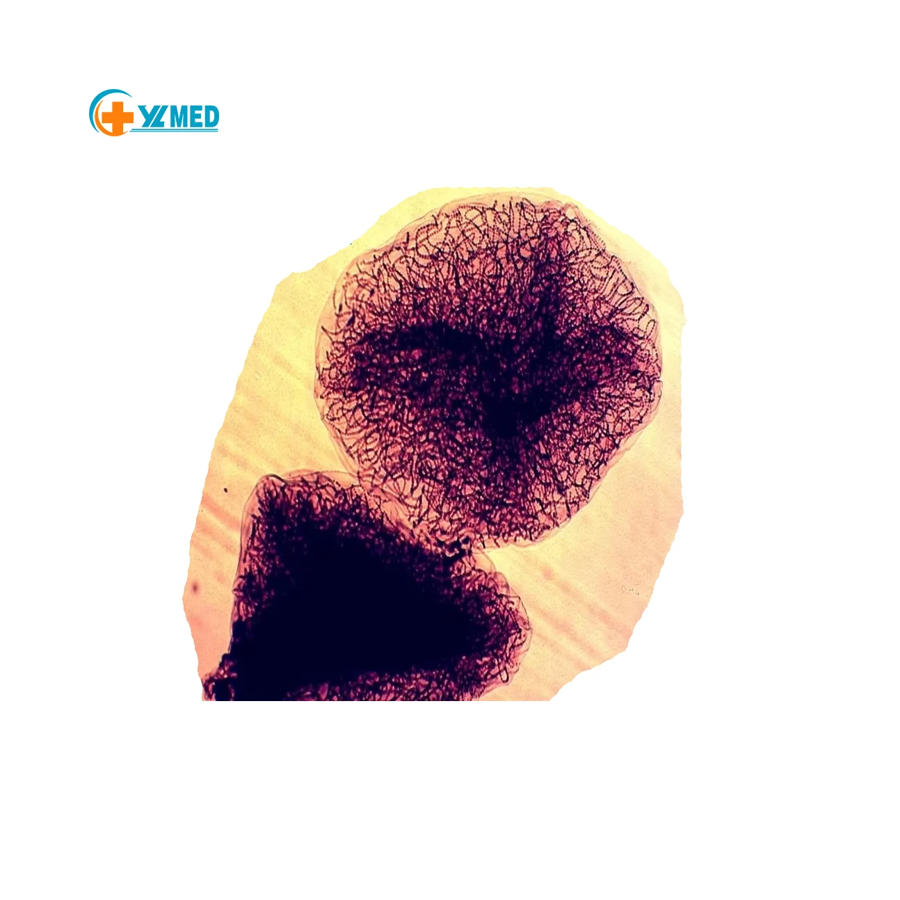 Медицинская научная фабрика, биология, микроскоп для водорослей и грибков, анатомические подготовленные слайды