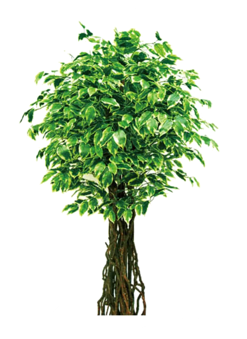 Wholesale bonsai tree live ficus tree artificial bonsai banyan tree