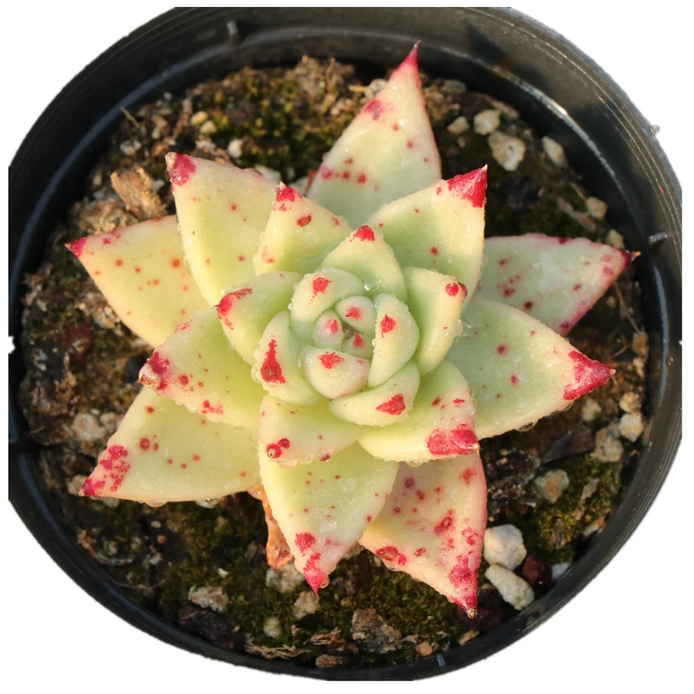 
Gorgeous house plant most popular natural succulent plant succulents with phytosanitary echeveria set 