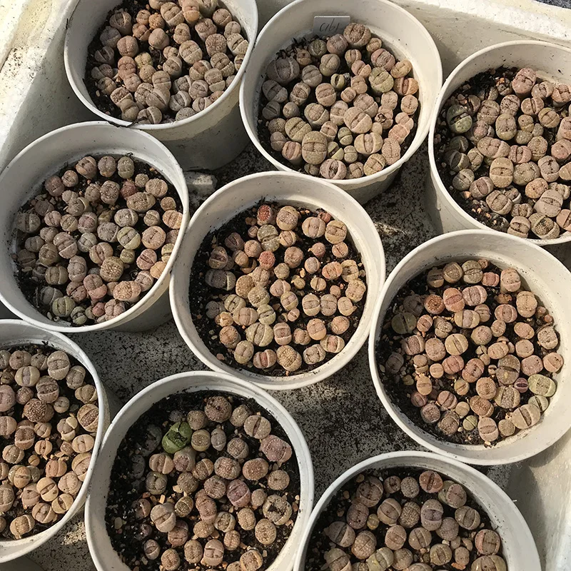 
biscuits lithops on pot cactus succulent plants living stones farm 