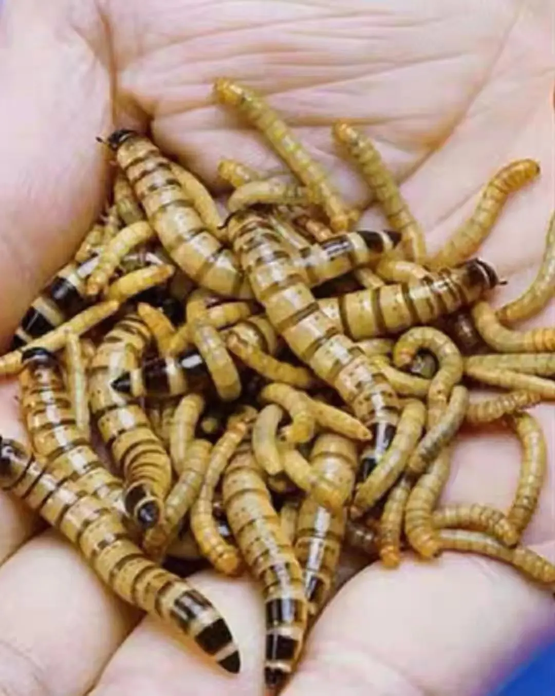 Dried Mealworms High Protein Customised Birds Food for Fishes Reptiles in Bags 100g Factory Directly Supply