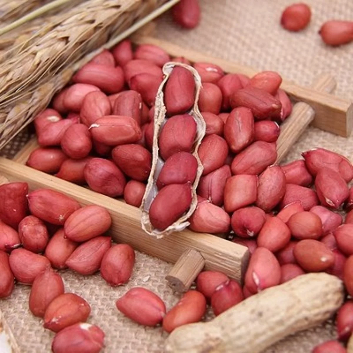 High Quality Roasted and Salted Red Skin Peanut Kernels Sudan Peanuts Raw Processed and Dried Style Peanut Vacuum