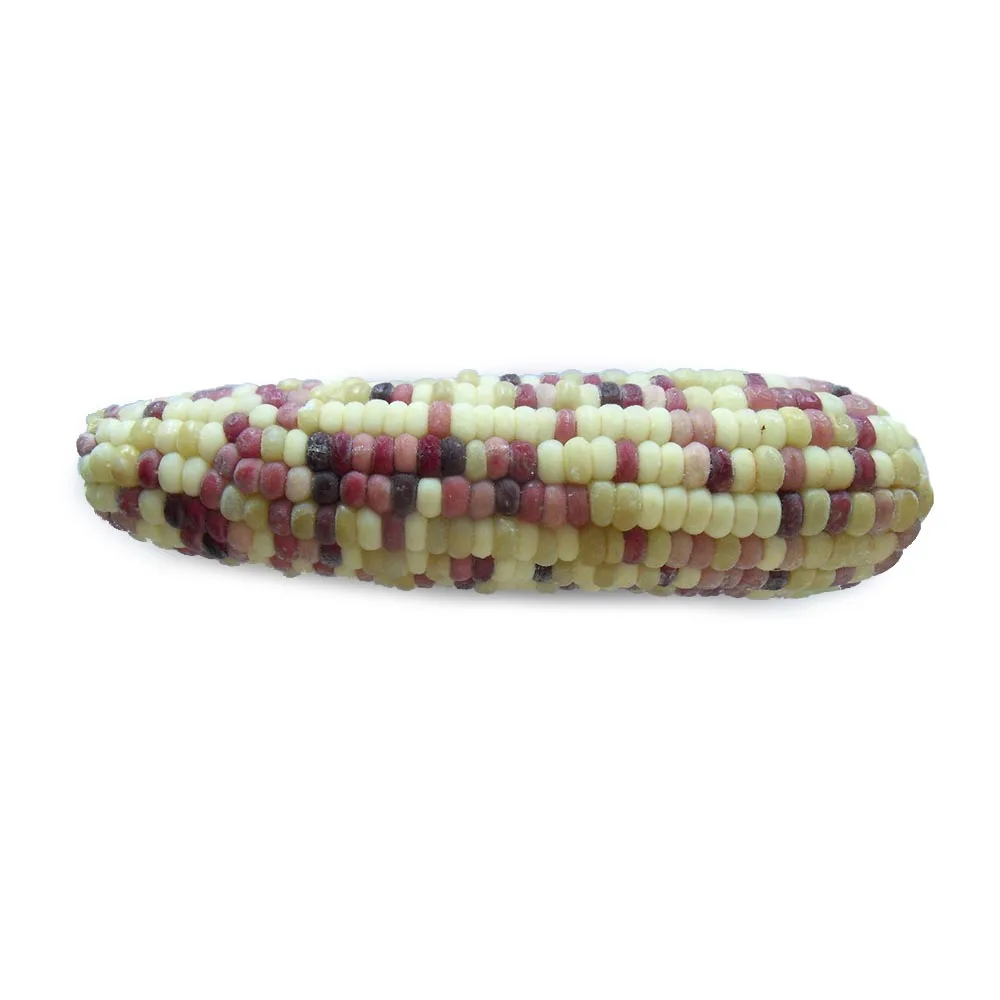 Wholesale Frozen Sweet Waxy Corn On The Cob