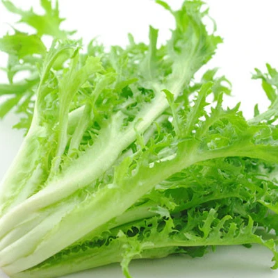 fresh leaf lettuce endive fresh vegetables