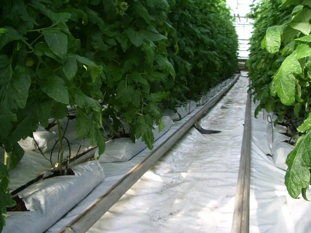 
Pressed peat moss slabs to grow plants in green houses 