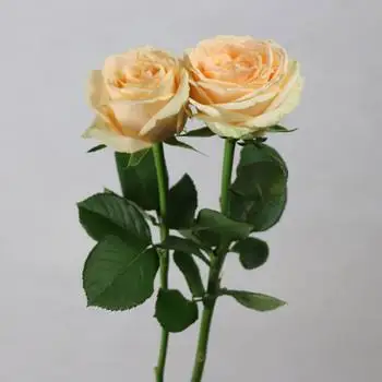 
Fresh Cut Natural Flowers 