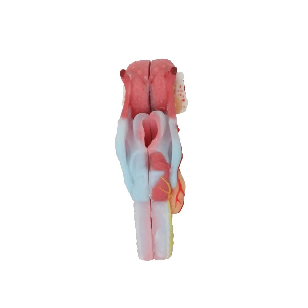 Manufactory Direct Larynx Human Anatomical Model Soft Silicone Anatomy Models