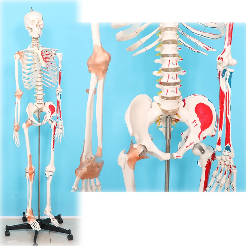 factory Human Skeleton Model Medical anatomy model human skeleton