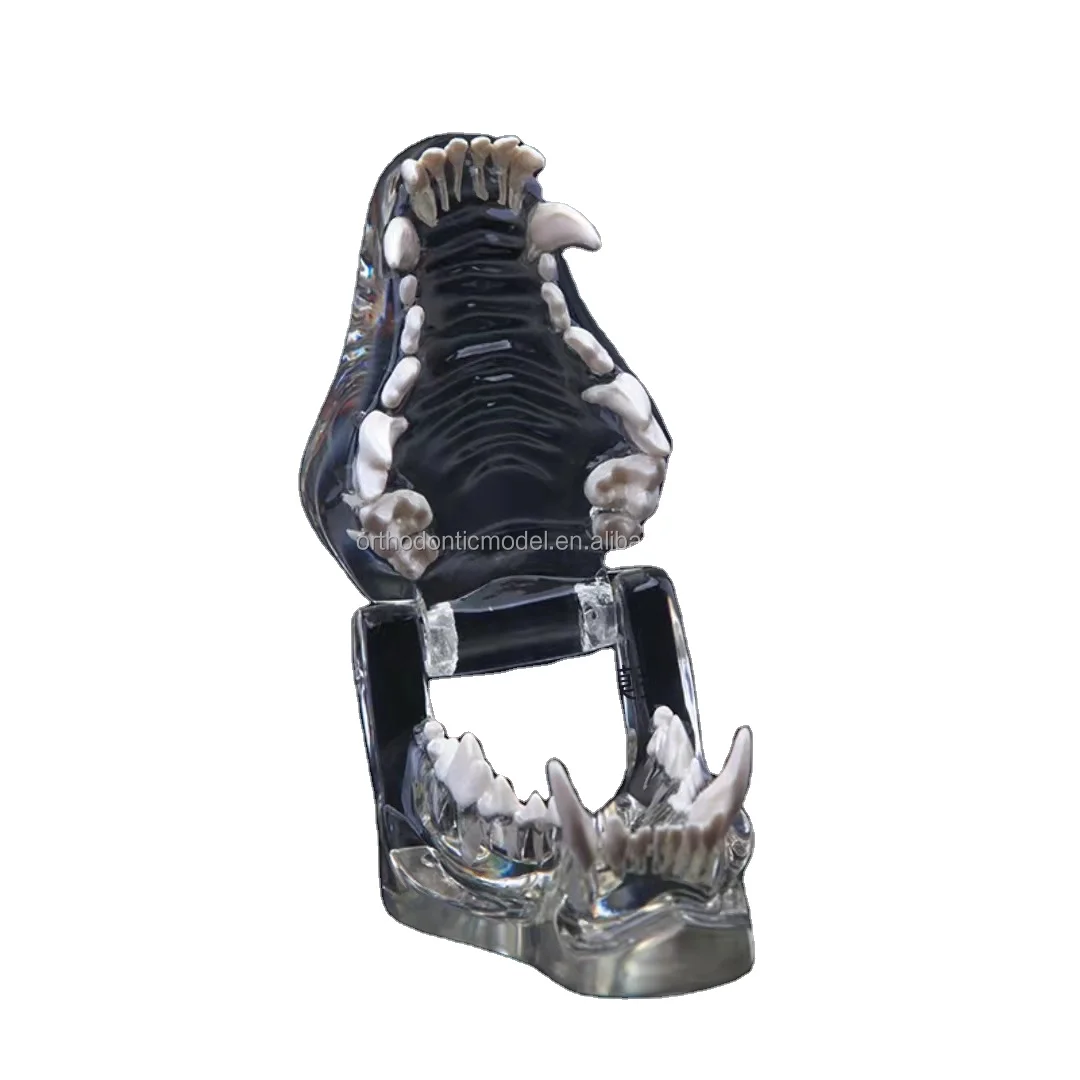 Pet dog chew tooth grinding model dental teeth dog dentition model teeth cleaning animal dog model