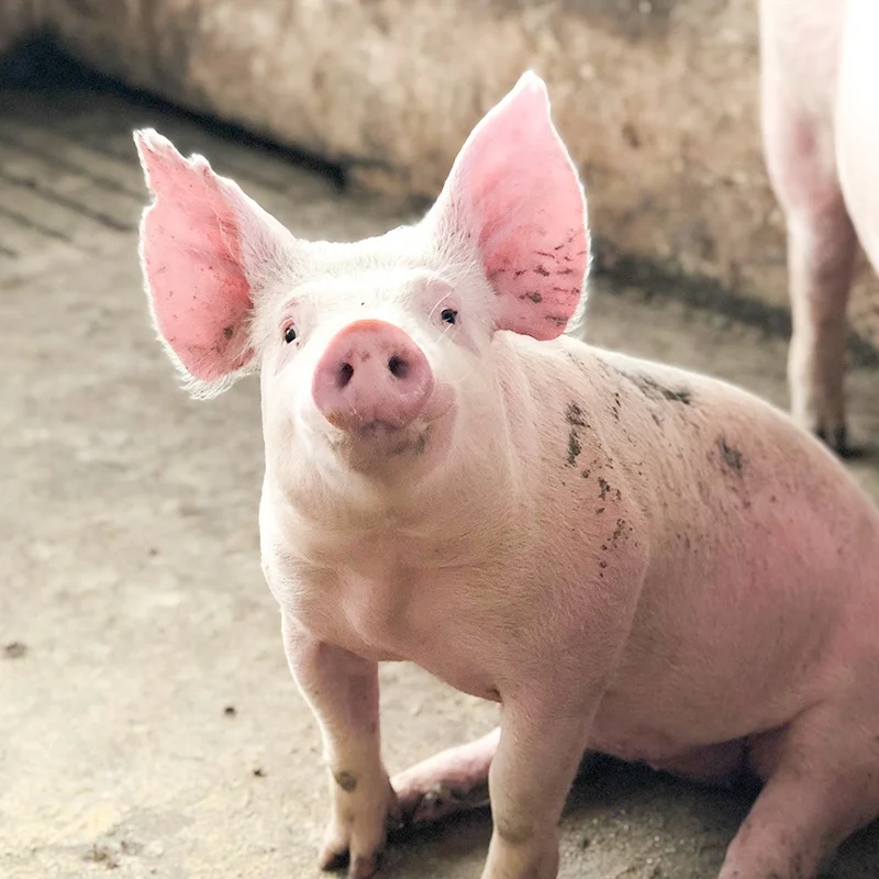 
High activity bacillus subtilis promotes digestion for pigs 