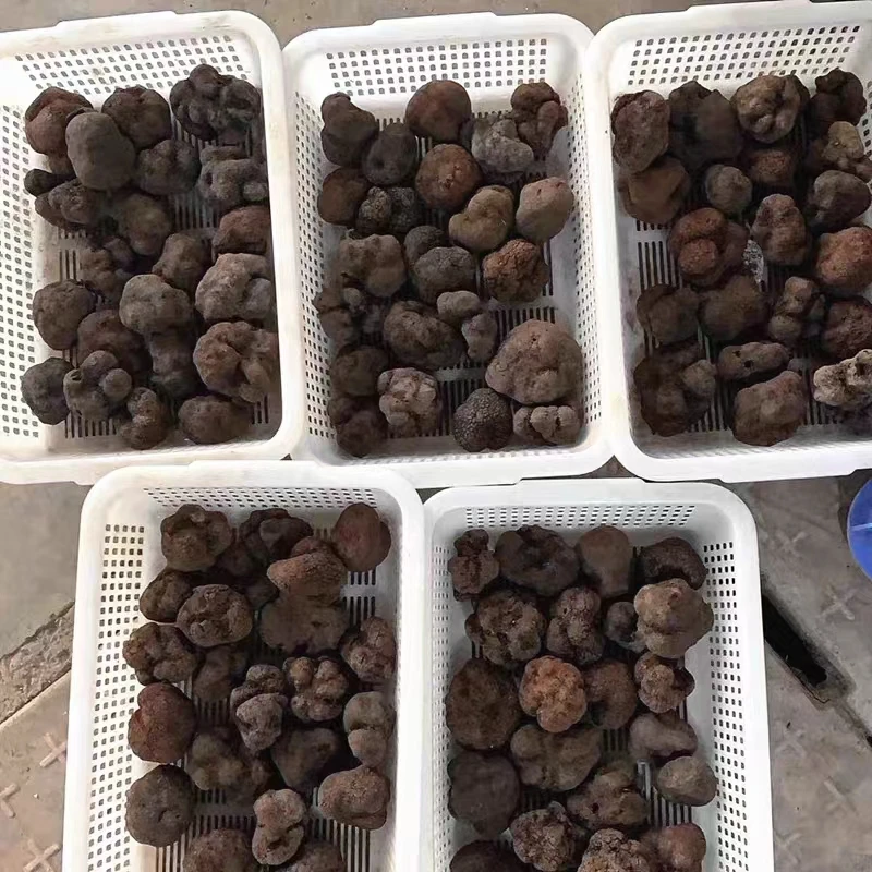 Detan оптовая продажа свежий черный трюфель дикий гриб melanosporum высокого качества