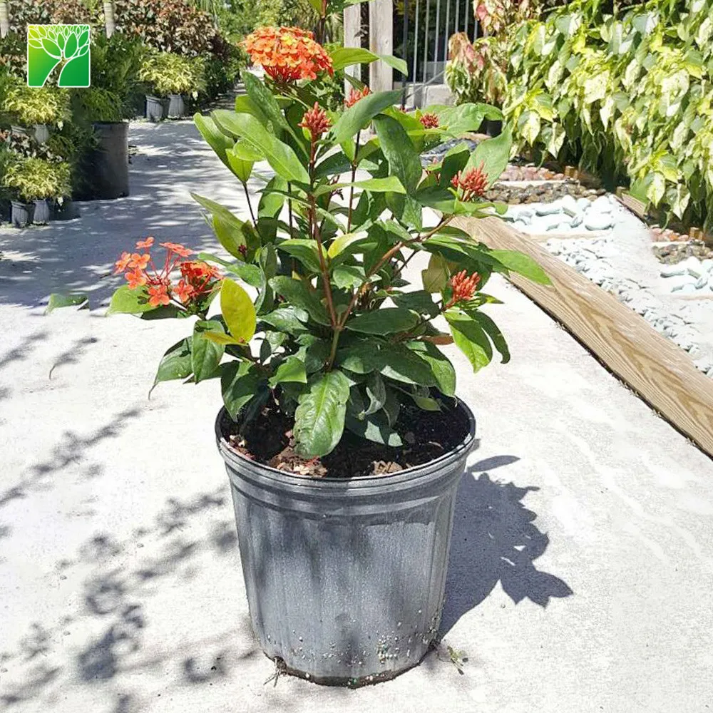Распродажа, разные цвета, саженцы тропических цветов Ixora chinensis