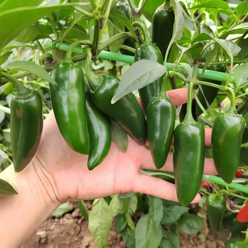 Гибридные семена горячего зеленого Красного перца всех сортов