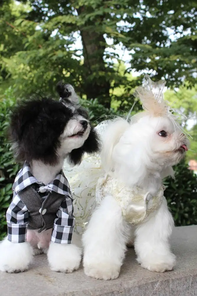 Delicacy luxury Pet Dog Cat Skirt Sequined embroidered lace Dress Clothes evening dress wedding