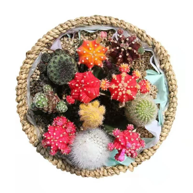 Прямая продажа, суккулентные растения, живые настоящие кактусовые растения для дома и сада, детский сад