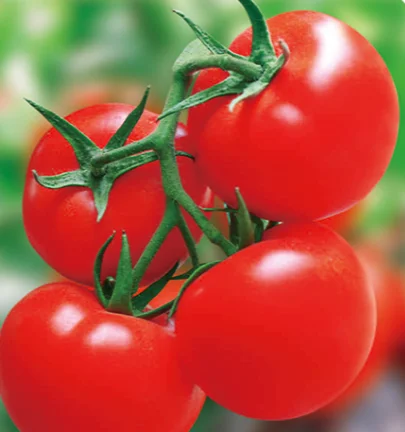HT100 неопределенный Гибридный Красный Томатный Семена