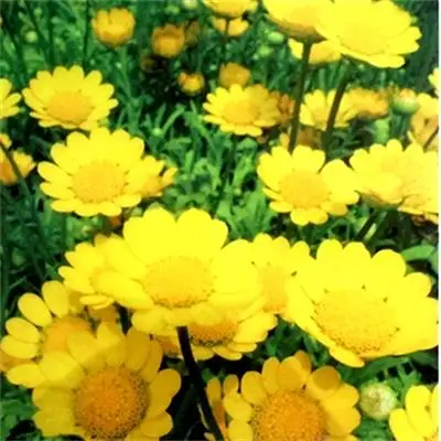 Поставка готовых к отправке семян горшечных растений прекрасные желтые семена маргариток