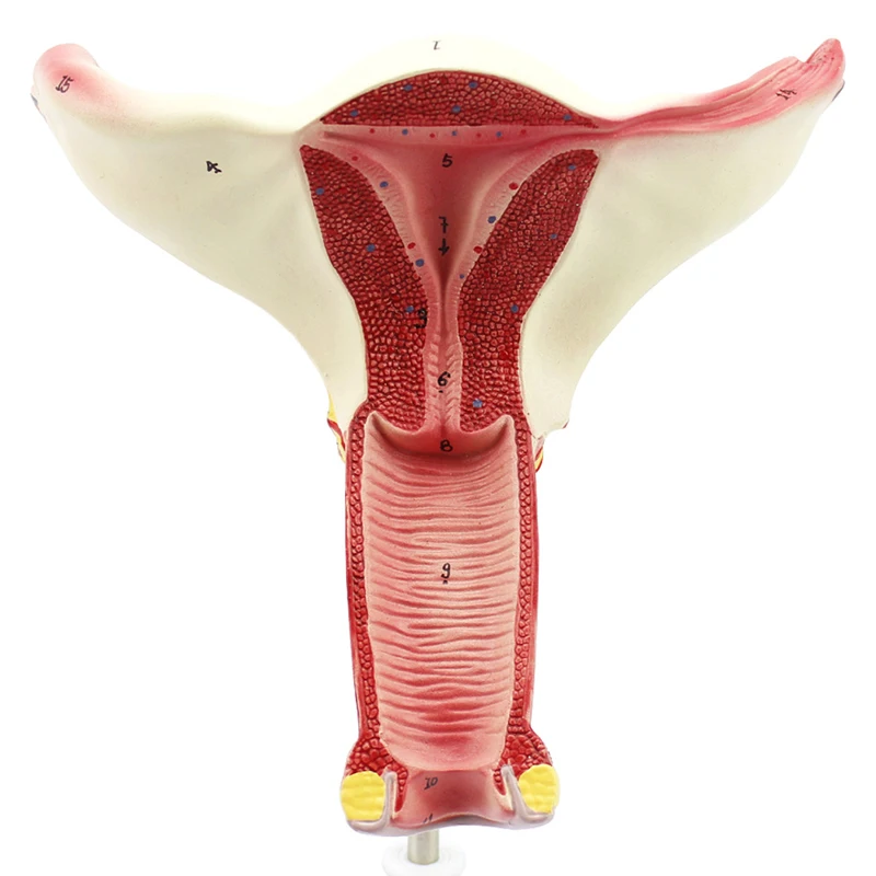 Female Internal Genital Organs Uterus Anatomical Model