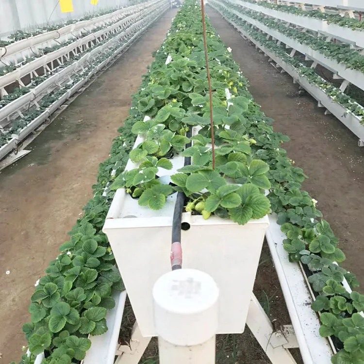 farming greenhouse cultivation hanging rack strawberry plant substrate growth gutter
