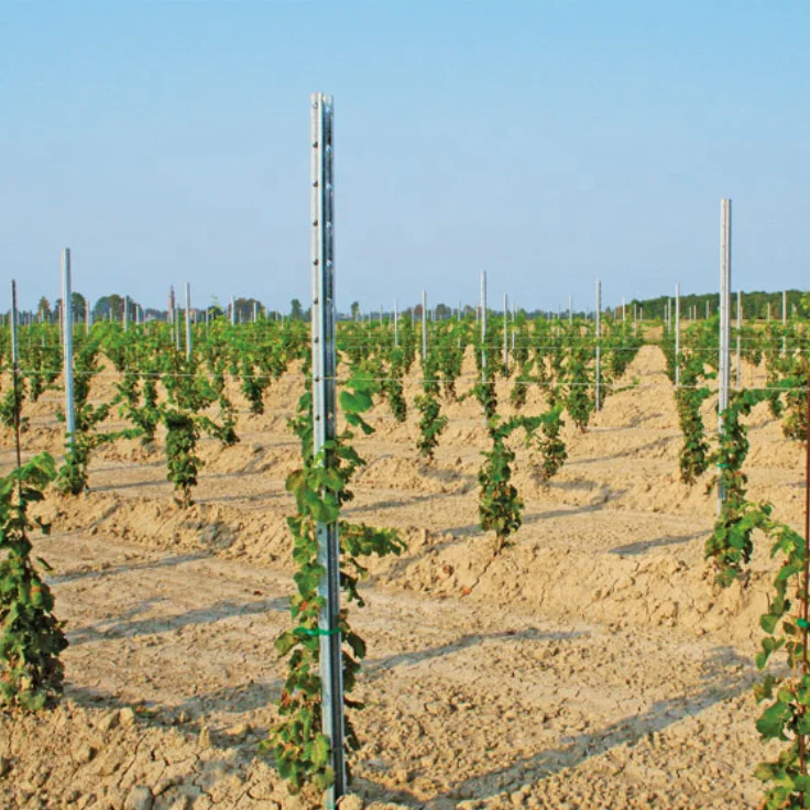 Galvanized Dragon fruit metal post Vineyard trellis Grape stake for Orchard