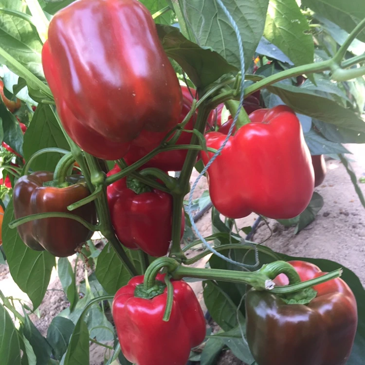 Гибридные f1 зеленые, красные, желтые семена перца, Лучшая цена, распродажа