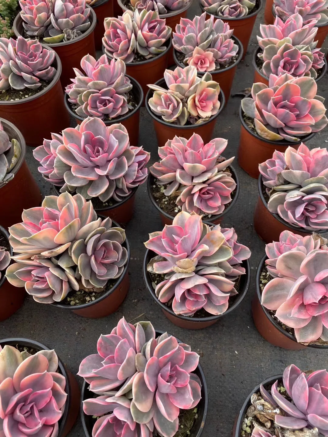 Высшее качество популярный настоящий кактус echeveria Радуга для