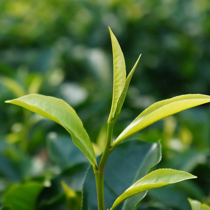 
Taiwan Alishan High Mountain Oolong Loose Leaf Tea 